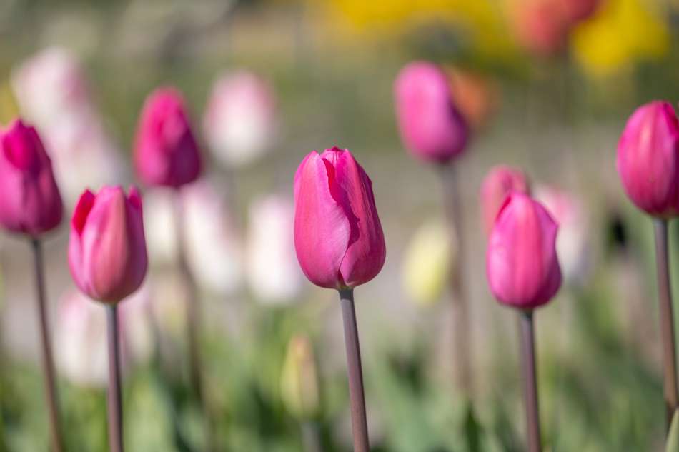 Tulpan 'Don Quichotte'